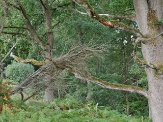 Bäume im Heidetal in der Lüneberger Heide