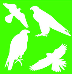 Falcon silhouette