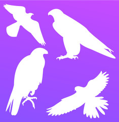Falcon silhouette