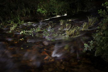 stream in the forest