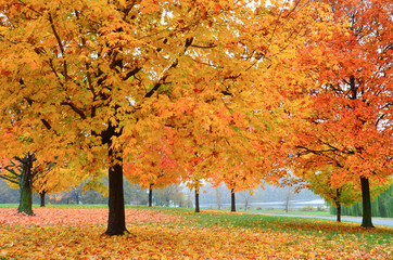 autumn tree in the park circa Arlington - Washington DC United States