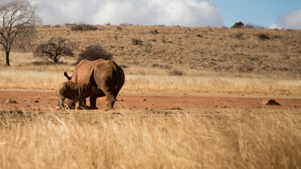 Rhino baby drinking mother's milk in South Africa