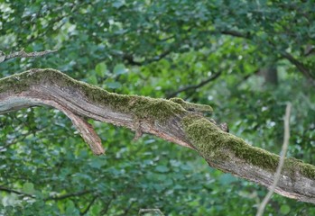 Bemooster Ast im Heidetal