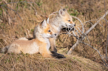 Red fox kits in the wild