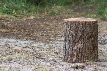 Tree stump. Deforestation. The rest of the tree. Threat to the environment. Sawed wood. Forest rejuvenation. Environment protection. Tree bark texture. Forest life. Ecologically clean area.
