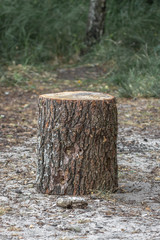 Tree stump. Deforestation. The rest of the tree. Threat to the environment. Sawed wood. Forest rejuvenation. Environment protection. Tree bark texture. Forest life. Ecologically clean area.