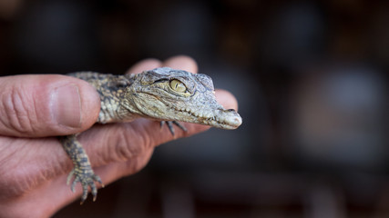 Nile crocodile baby in a human hands close