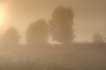 Early Morning Orange Fog in Field with Trees in Montana, U.S.A.