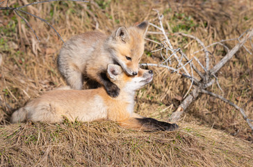 Red fox kits in the wild