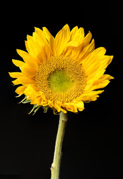 Close Up Image of Yellow Sunflower with Black Background