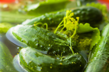 Fresh organic cucumbers and dill in water prepared for pickling, close up