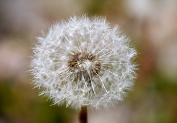 
Fluffy white dandelion shot close-up