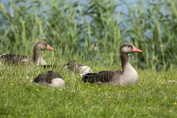 Greylag goose family (Anser anser) resting calmly by the lake in Haapsalu, Estonia