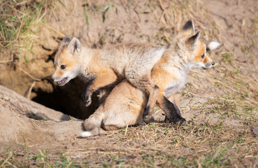 Red fox kits in the wild