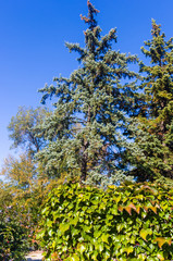 Obraz premium Autumn urban landscape on a Sunny day - yellow autumn trees in the Park, colorful red and orange leaves, and bright sky with clouds