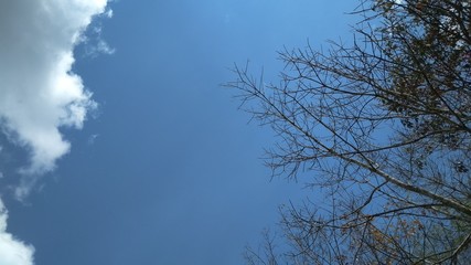 Obraz premium trees with rime frost on the branches on a sunny fall day