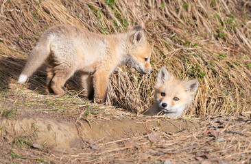 Red fox kits in the wild