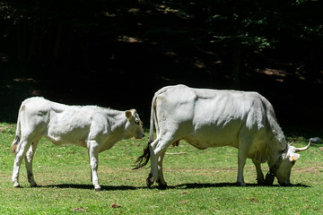 Obraz na płótnie Canvas cows in the field