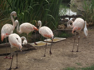flamencos