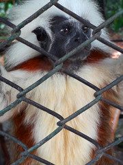 monkey in a zoo behind a fence