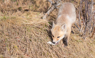 Red fox kits in the wild