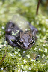 FROG AT REST