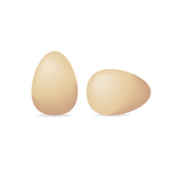 Chicken egg isolated, Realistic animal egg on clean background, Vector illustration.