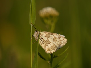 Fototapeta premium butterfly on leaf