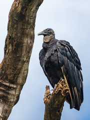 American black vulture (Coragyps atratus) perched on a dead tree branch - Florida, USA