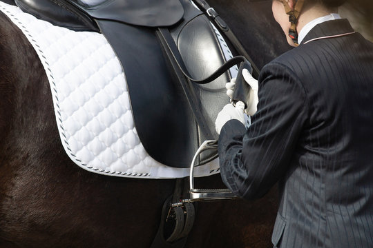 Detail of the special dressage breed Friesian Horse in black with shiny fur riding in a paddock