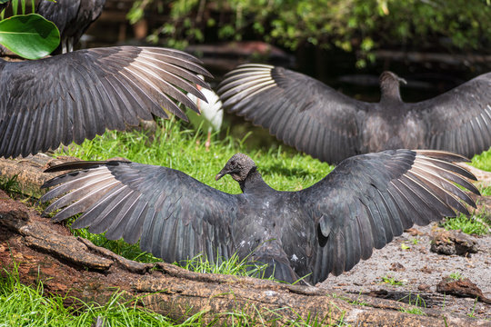 American black vultures (Coragyps atratus) sunning - Florida, USA