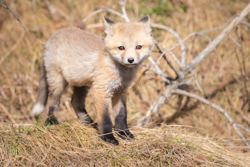 Red fox kits in the wild