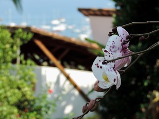 Orquídea em árvore na praia de Ilhabela
