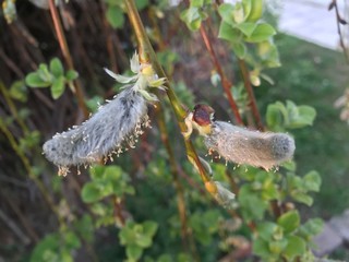 bourgeon de printemps