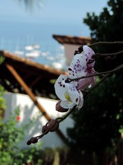 Orquídeas na visão principal, ao fundo baía de Ilhabela