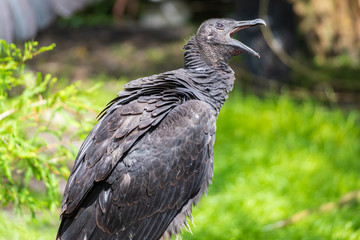 American black vulture (Coragyps atratus) with beak open - Florida, USA