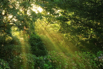 Obraz premium 和賀川の夜明け