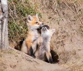 Red fox kits in the wild