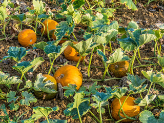 Obraz premium Kürbis anbauen auf dem Feld