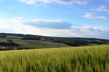 Obraz premium Wald und Flur