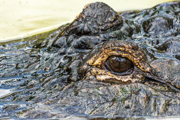 American alligator (Alligator mississippiensis) eye closeup - Florida, USA