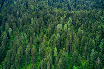 Alpine spruce forest on a hill. Plantation of spruce trees. Top down aerial view. Green spruce on the slope aerial view from the side. Aerial top view of summer green trees in forest in rural