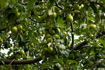 Close-up of harvest of ripe green apple fruits hanging from tree branches. Copy space