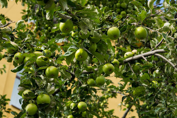 Close-up of harvest of ripe green apple fruits hanging from tree branches. Copy spase