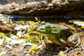 Large adult American Bullfrog wide shot