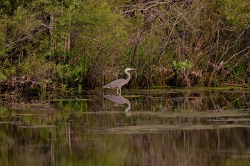 The great blue heron on the hunt
