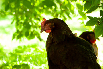 Black hen on a background of green grass. High quality photo