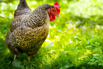 Gray hen on a background of green grass. High quality photo