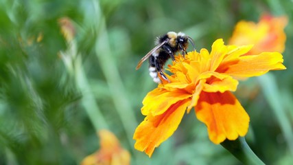 A bee collecting pollen from a yellow flower.