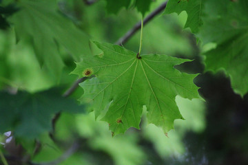 green maple leaves on the branch